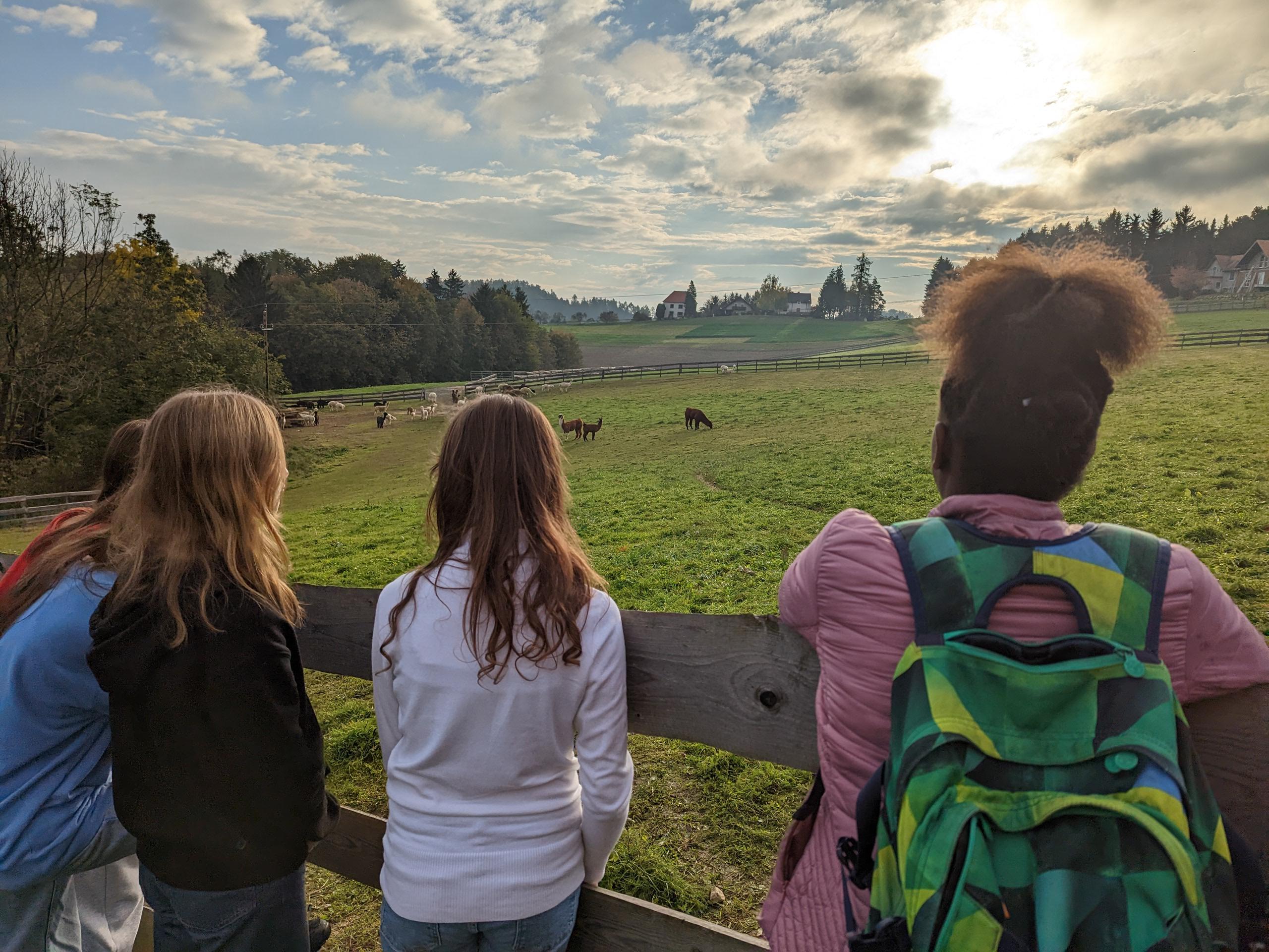 Die Alpaka Wanderung hat begonnen