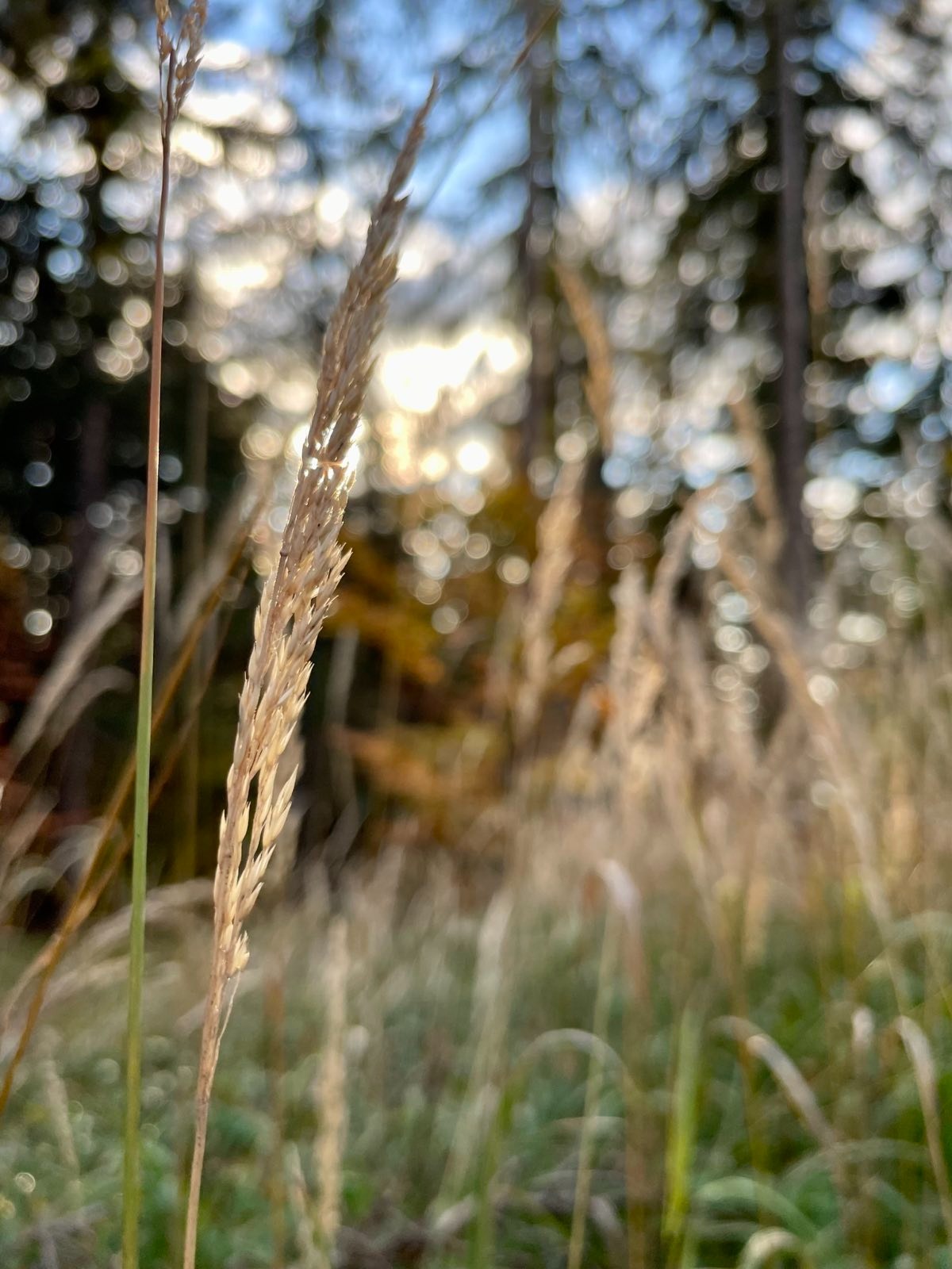 Wald als Kraftort